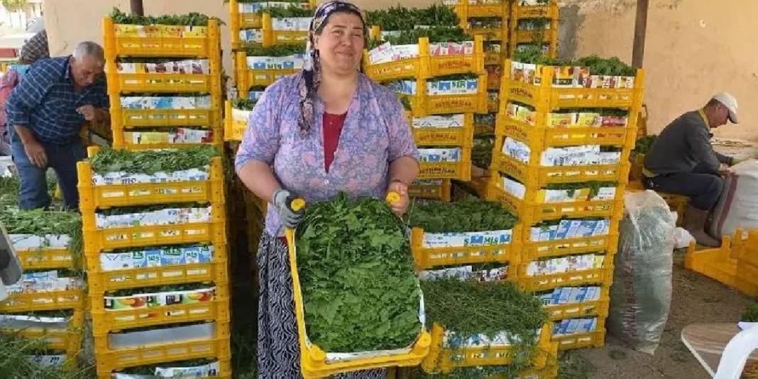 Sabahın ilk ışığında toplamaya başlıyorlar! Hiçbir ilaç kullanılmadan yetişiyor 5